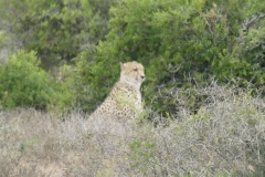 Gepard