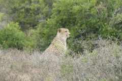 Gepard