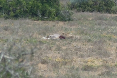 Gepard beim Fressen