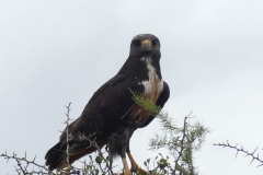 Bussard
