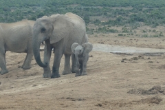 Elefant mit Jungtier