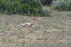 Gepard beim Fressen