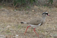 Crowned Lapwing