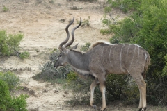 Großkudu