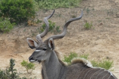 Großkudu