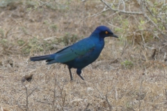 Black Bellid Starling