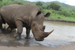 Breitmaulnashorn