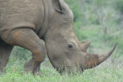 Breitmaulnashorn