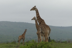 Giraffe