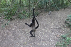 Monkey Park
