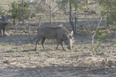 Warzenschwein im KNP