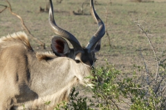 Nyala
