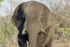 Elefant