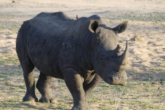 Breitmaulnashorn