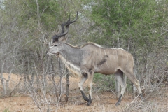 Großkudu