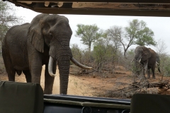 Elefant