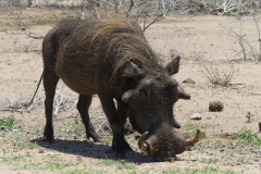 Warzenschwein