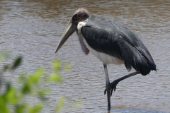 Marabu