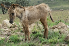 Ein Esel auf dem Weg zum Sani Pass