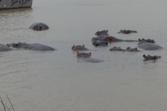 Flusspferdherde im Lake St. Lucia