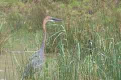 Purpur Reiher