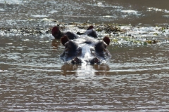 Flusspferd im Hippo Trail Milwane