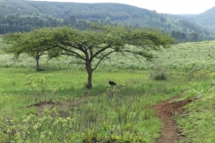 Hippo Trail Milwane