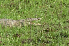 Krokodil im Hippo Trail Milwane